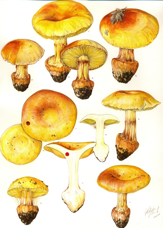 Cortinarius fotog. il 30.11.2010.